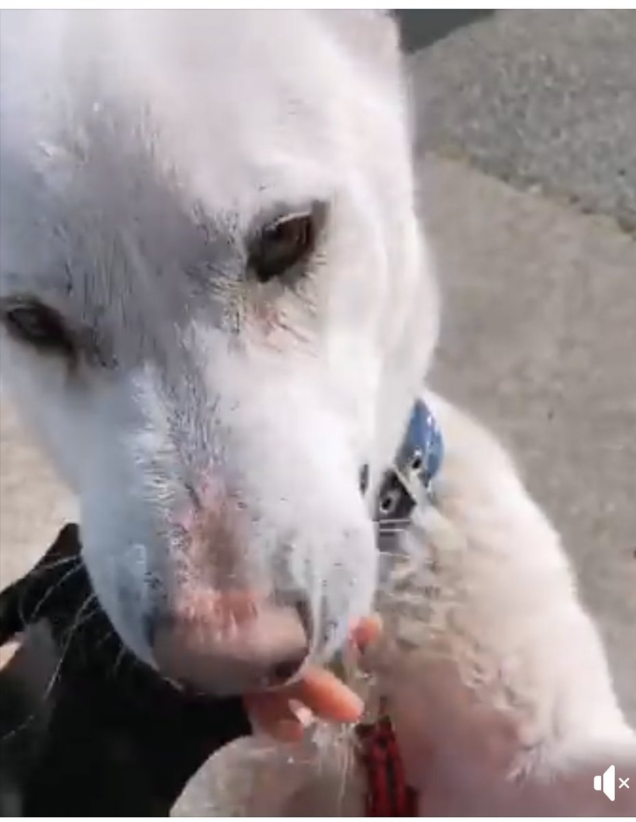 里親犬 里親犬