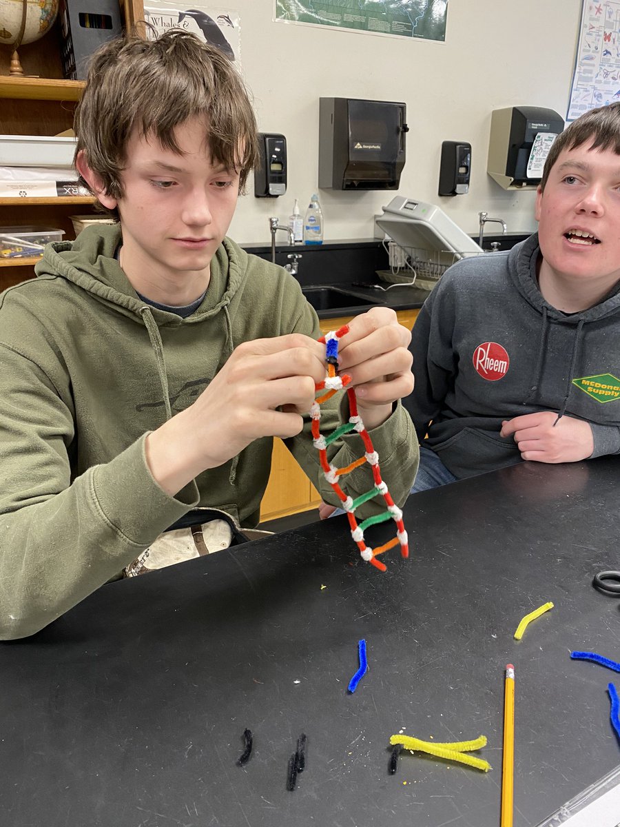 stacey_rector's tweet photo. Biology investigating DNA structure; human model, DNA extraction, constructing a mini model of DNA. It’s all about the base!!#mepoclassroom https://t.co/uXFOIrzexV