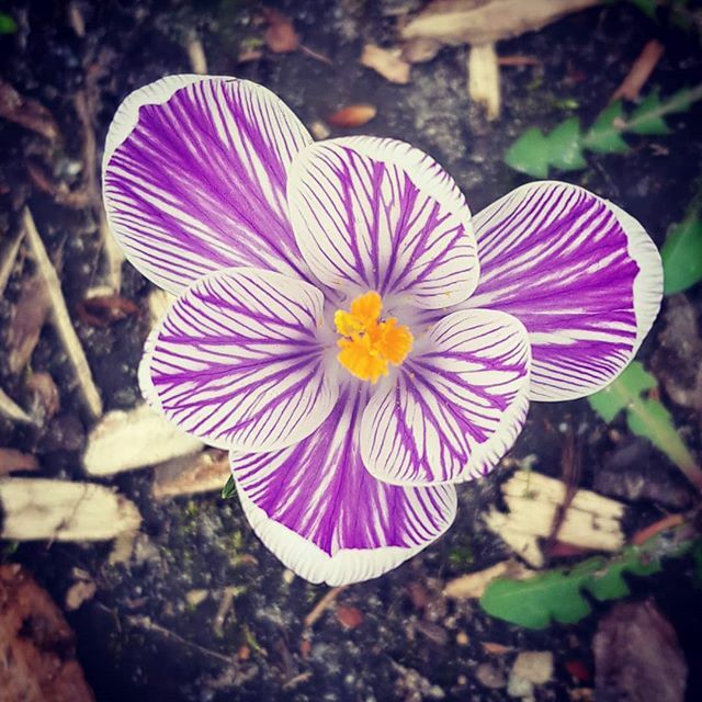 lukaszrosiak's tweet photo. #krokus #szafran #gdziespojrzętamwyrastakwiat https://t.co/Qz3aUYeXOC https://t.co/9EvGqsSbtF