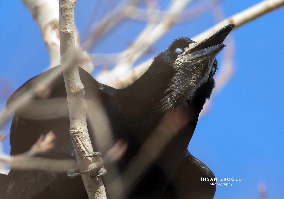KoyGuncesi's tweet photo. Korkmayın, sadece üçüncü göz kapağını kapamış bir ekin kargası... #rook #birdwatching #birdsofkazakhstan https://t.co/VgXtRkDpWS