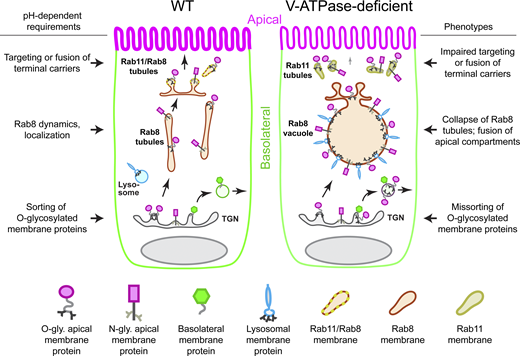 Jcellbiol Pa Twitter Luminal Acidification By The V Atpase Proton Pump Plays Distinct And Specific Roles In Apical Membrane Biogenesis Say Researchers At Dukecellbiology T Co Y3t7fzwzbq Zebrafish Trafficking T Co Sqzgpdvwci