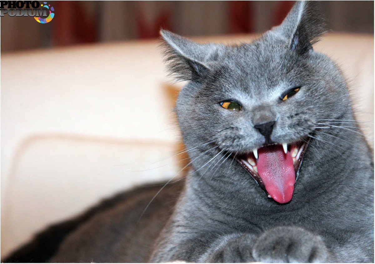 Кошке смех. Кошка смеется. Кошке смех. Кот ржет. Смешной кот смеется.