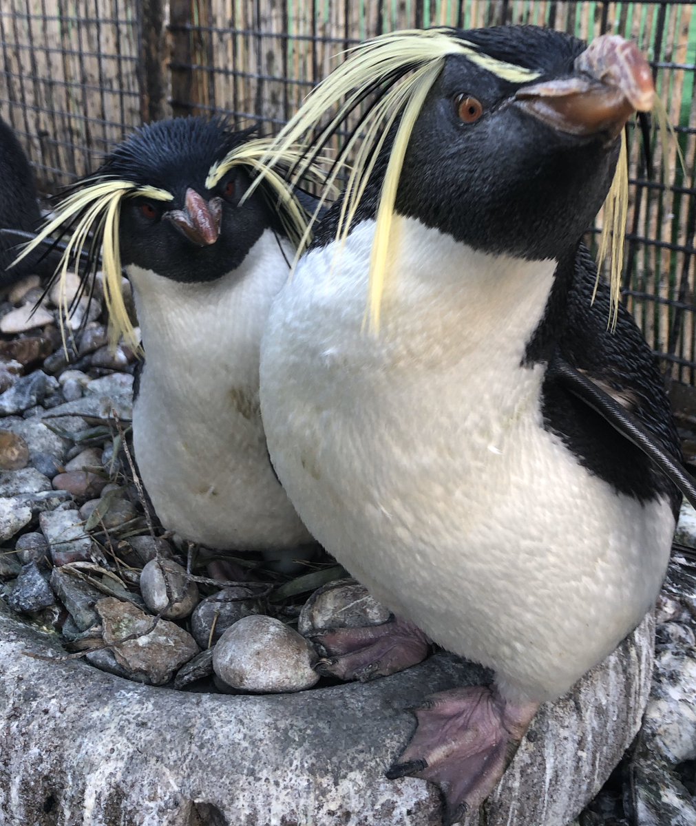 lornamoff's tweet photo. Couple goals: Gordon + Amy π§π₯° #edinburghzoo #northernrockhopperpenguin #zookeeper #birdkeeper #penguinkeeper @EdinburghZoo https://t.co/bLmdxBolwG