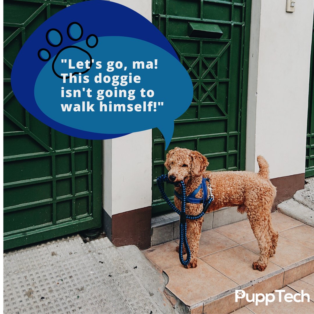 PuppTech's tweet image. 🐾Walking your dog can boost happiness, for you and your doggo! ❤️

#dogsofinstagram #cutedogs #pupptech #lovingdogs #dogsrule #exerciseyourdog #happydog #healthydog #walkingyourdog #runningwithdogs #doggos