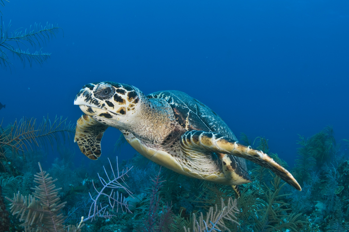 BETurksandCaicos tweet media