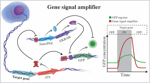 Rice_BIOE's tweet photo. Researchers in the lab of #RiceBIOE/@RiceCHBE  @Laura_RiceU have developed a versatile gene signal amplifier that detects the expression of chromosomal genes—the work is described in @nchembio.

Read more ▶️ https://t.co/5FWcQC44Ni https://t.co/qRD8JQZiFD