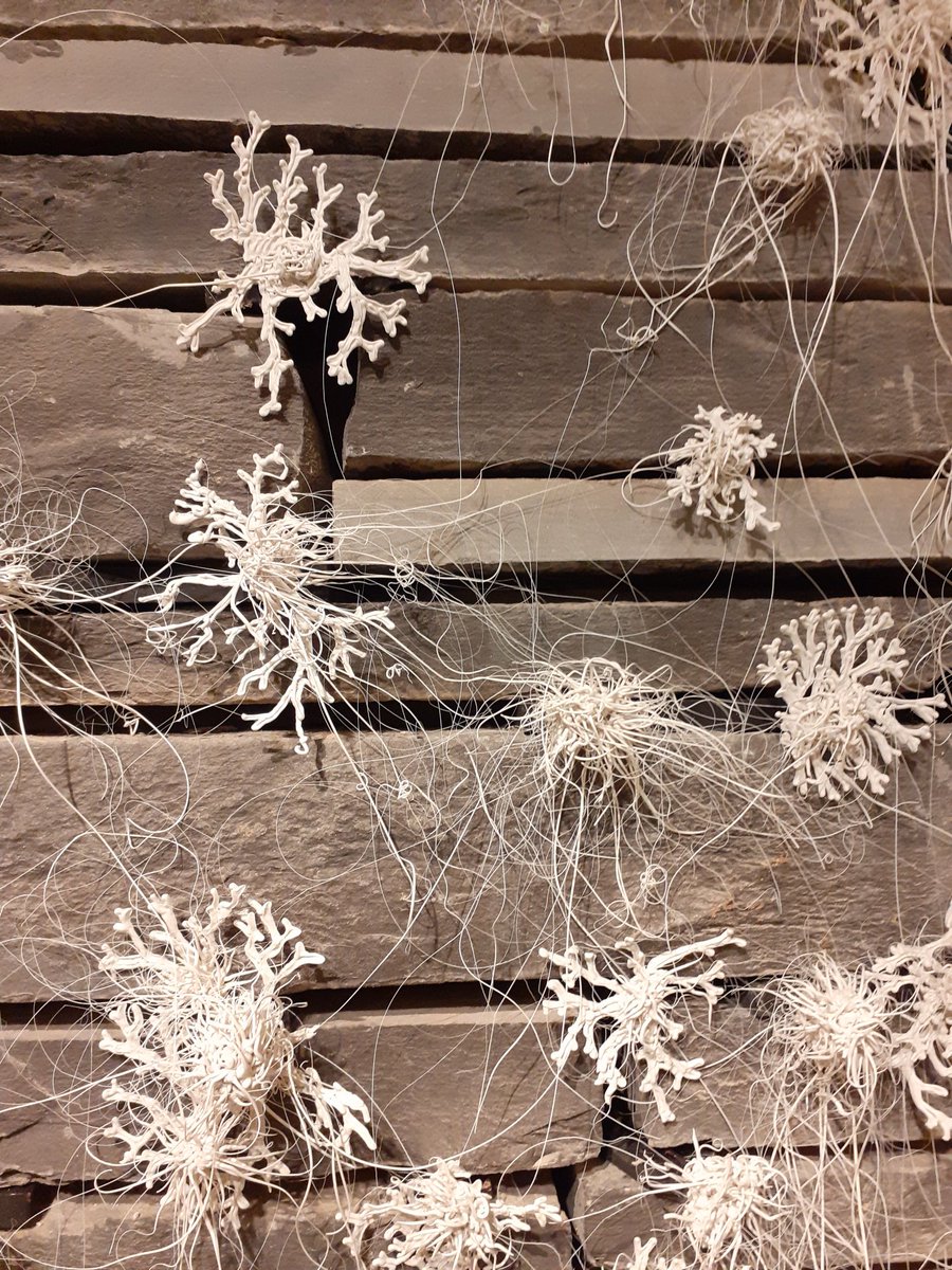 rebecca_yahr's tweet photo. Ingenious lichen art and commentary by @lornafraserclay @TheBotanics https://t.co/u4f8um89WQ