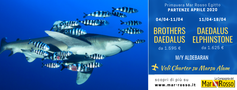 CompMarRosso's tweet photo. PRIMAVERA MAR ROSSO EGITTO 2020 🇪🇬
✈️ Volo charter su Marsa Alam 
⛴ M/Y Aldebaran

BROTHERS DAEDALUS 🐠
📆 Partenza 04/04-11/04
👥 QUOTE a partire da 1.595 €

DAEDALUS ELPHINSTONE 🦈
📆 Partenza 11/04-18/04
👥 QUOTE a partire da 1.625 €

https://t.co/d2oSekRywN https://t.co/yQtXADMf6Q