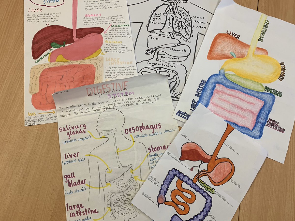 MissPooleRBHS's tweet photo. AMAZING work by 9R/Bi1 with their digestive system homework this week 🤩 Here a just a few examples of the beautiful diagrams and funky T-shirts created by the students. I am one very proud Biology teacher today! #RBHS #Biology #RiviScience https://t.co/qyTshm8wDM
