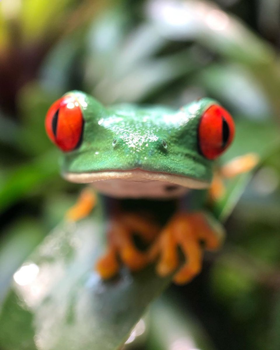 wearepixter's tweet image. 🐸Vous aussi vous la trouvez trop mignonne cette grenouille ? 

📷Superbe macro shot par @passionagalychnis avec #PixterMacroPro

fr.pixter.co/products/macro…

#Pixter #ShotWithPixter