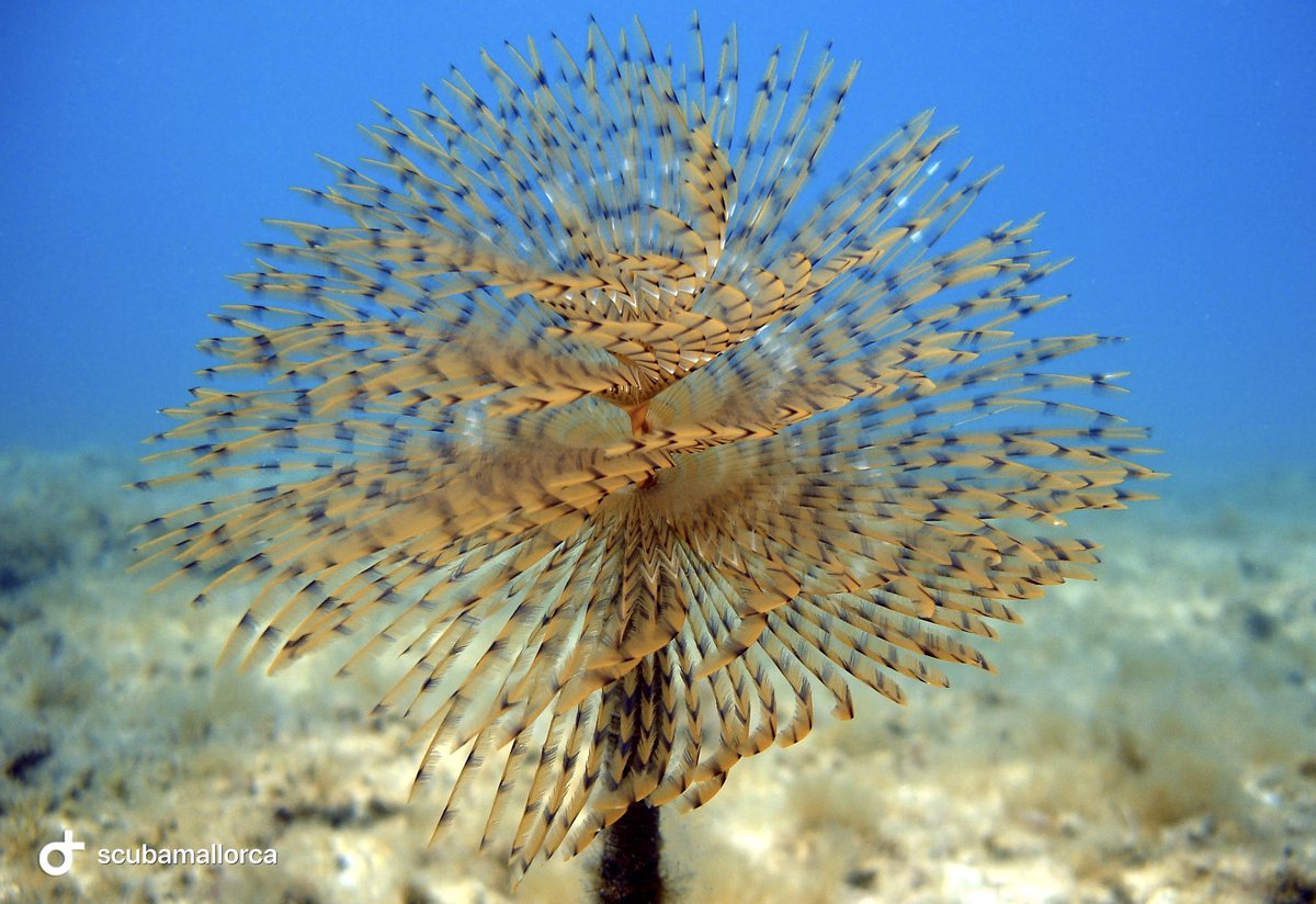 scubamallorca's tweet photo. #ScubaMallorca #scuba #mallorca #mallorcadiving #scubadive #diving #scubadiving #divebase #divingbase #uwadventures #uwanimals #uwcreatures #uwlife #uwwildlife #uwphorography #uwphotos #uwpics #show_us_nature #mallorca #portdepollensa #mediterranean #espiraculo https://t.co/uRD2H3gKzM