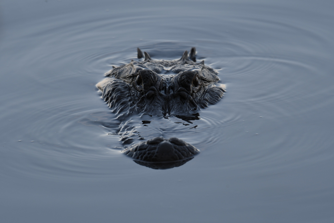 Wildlife_Pic's tweet photo. "I See You" by John Dries
https://t.co/YQrz4oUFXo
#photooftheday #alligator #florida #alligators https://t.co/433AeTSwt1
