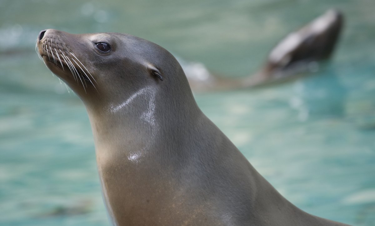 SAFE60378763's tweet photo. Cesky is a California seal lion who was injured and entangled by a plastic packing strap. She was released after 23 days of treatment(image was not her due to severeness of injuries).We encourage you to cut any sort of trash that could entangle animals❤️#Recycle #MarineMammals https://t.co/xy0y9P0GK3