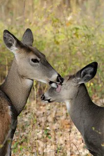 Любовь оленей. Животные целуются. Звери целуются. Поцелуй оленя. Олени любовь.