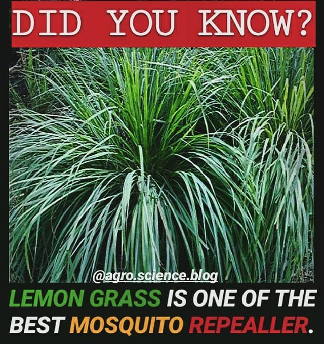 agroscienceblog's tweet photo. #Lemon #Grass Contains a Pigment called #Citral responsible for its various medicinal uses. However the same pigment is responsible for the #insect #repellent property of the #lemongrass. . .
.
#agroscienceblog #agro #agri #lemongrassessentialoil #ayurve… https://t.co/ksZDfWLO2r https://t.co/keCYZhGF6p