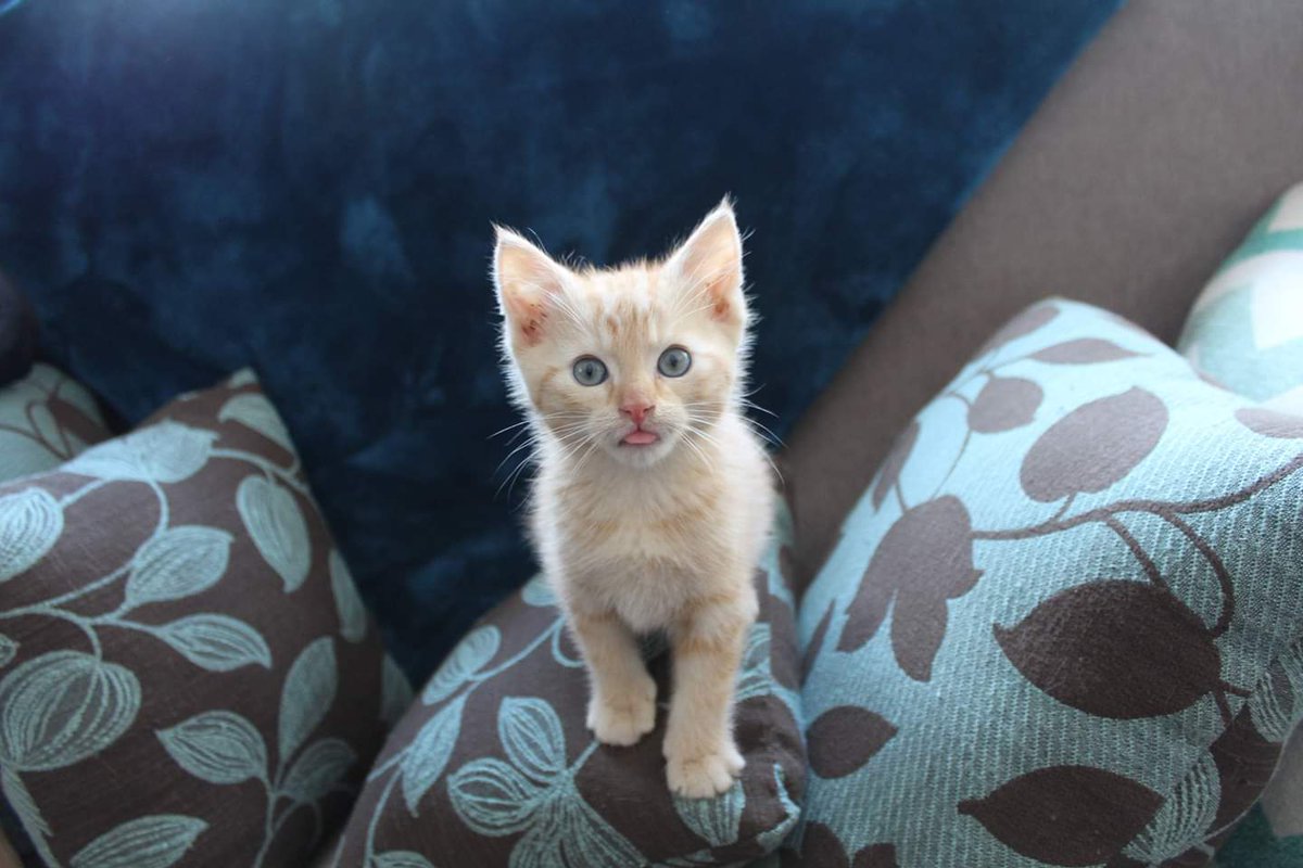 second chance animal