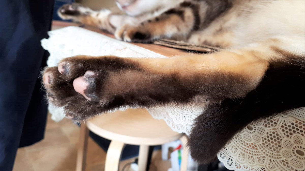 censored_life's tweet image. Yes, wash your mitts

But also
-disinfect phone screens/keyboards
-clean doorhandles
-use pen/keys to press lift buttons
-clean public toilet seats before use

手足們 &amp;amp; Fellow crips, what are your #HygieneHacks?