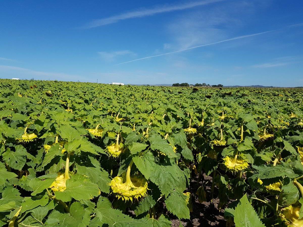 lechu2011's tweet image. Genial recorrida MIB Tandil con MSU, ViReyes y Los Grobo. Con ayuda de @AnibalCerrudo pudimos analizar los ensayos con un enfoque ecofisiológico y bajar los conceptos hasta las técnicas de manejo que aplicamos a campo. El 1 de abril se viene la jornada abierta, están invitados!!