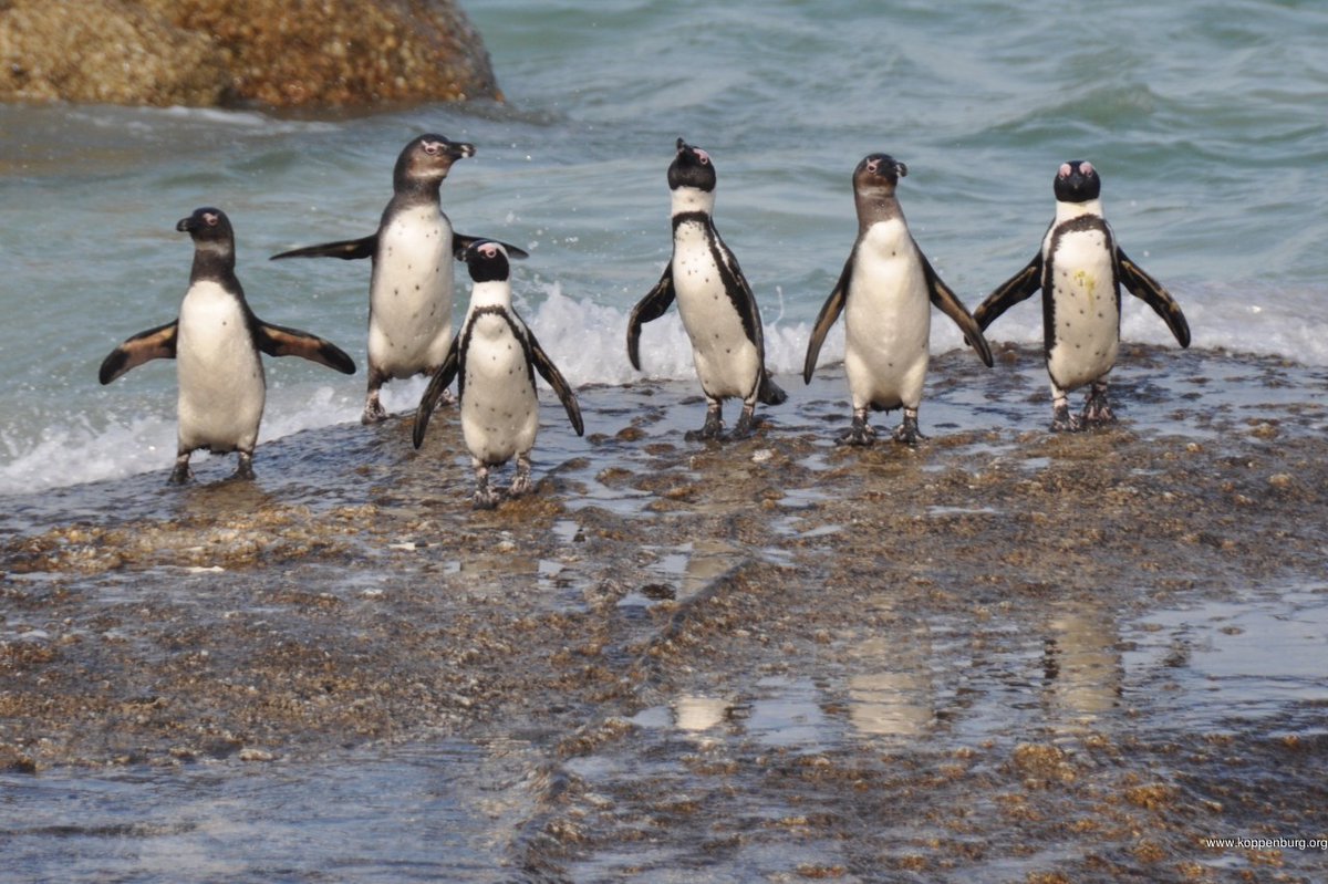 A  #thread on  #penguins and why I like them.