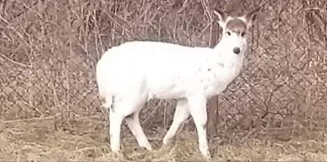 WGRZ's tweet photo. Is it a dog? Is it a goat? No. It's a...
https://t.co/dC8hzArVBW https://t.co/wFN9K2MtUL