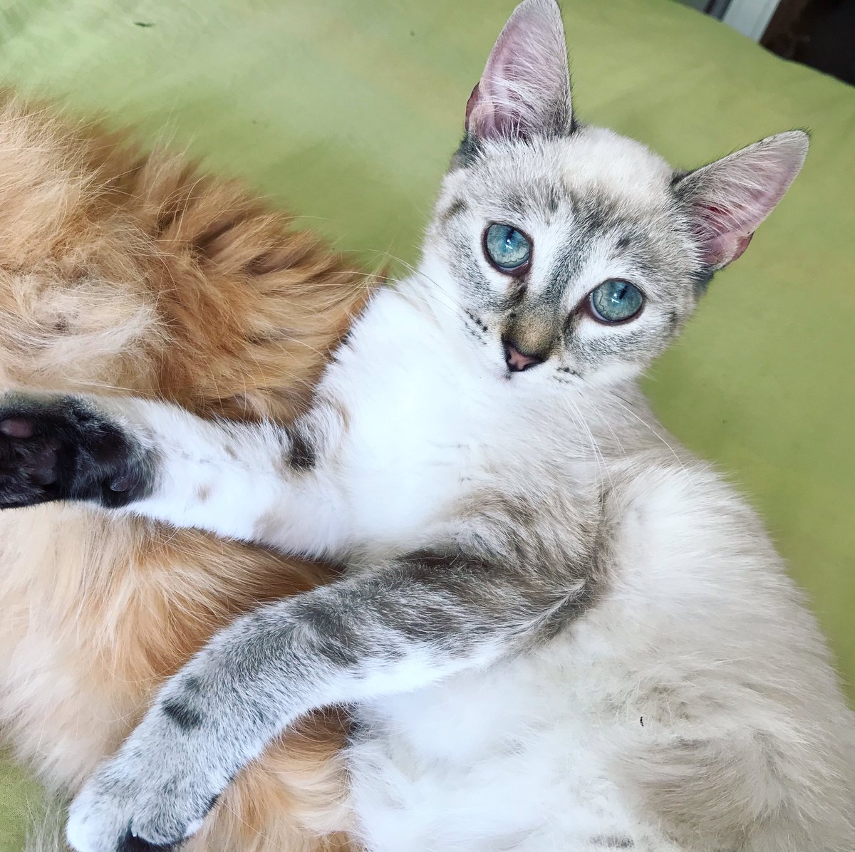 Sadly, Patito got sick again and crossed the rainbow last night.  I want to say thank you for being her friend all this time....