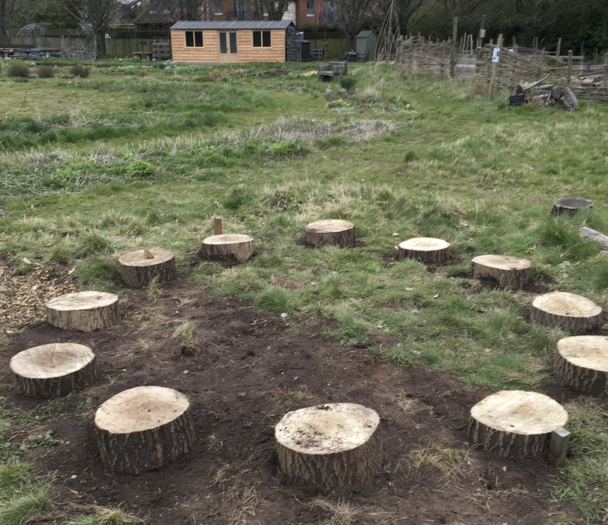 RebeccaWiT's tweet photo. @CamCanopyProj @curioxyz Not live trees but we have just 'planted' the 12 log slices you donated. We aligned them with compass points and also as a clockface. But mainly as stepping stones. Thank you! https://t.co/ryzee4neO8
