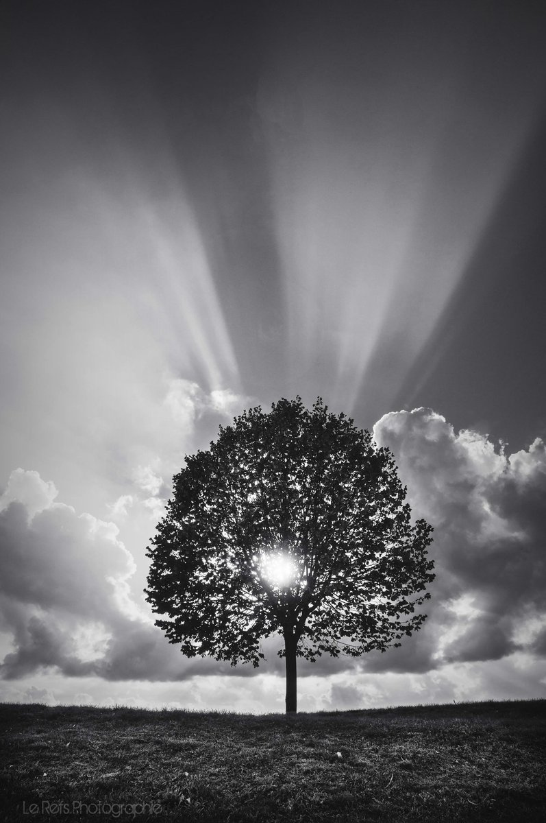 Lerefs143_'s tweet photo. Cette lumière 😍
N&b ou Couleur ?
.
#photography #light #tree #bnw #colors #lerefs https://t.co/jyKDyN93sn