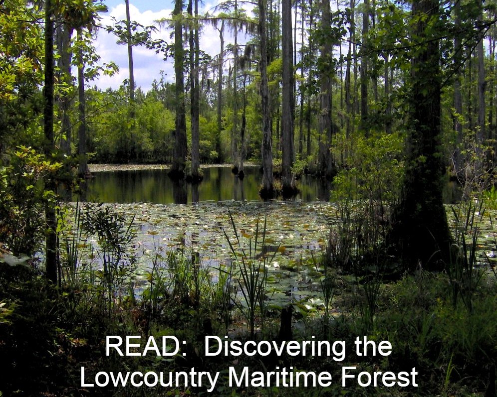 ExploreBluffton's tweet photo. You may have been lucky enough to stand in the maritime forest if you looked toward the waterway. Have you ever noticed that in the natural areas...Con't Reading > https://t.co/EoqnTjwkfX | #Bluffton #Beaufort https://t.co/E4k5VY4s6R