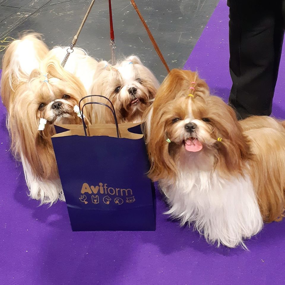 aviform's tweet image. Thank you to everyone who came to see us at @Crufts! Happy customers all round 🐶

#crufts #crufts2020