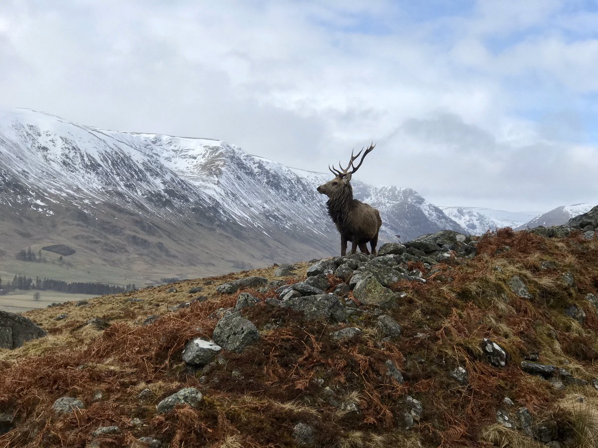 Bryan_Douglas_'s tweet photo. In return for helping a buck, he posed for some photos https://t.co/4Hpd1YQgb2