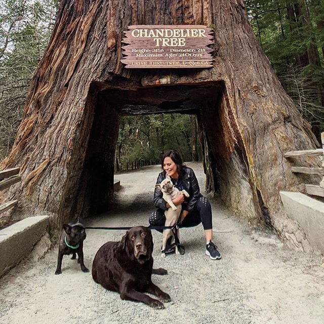 Big tree but bigger love for @mt_st_jackie. It's only fitting I made the move to Seattle with the help of this wonderful Washington woman who introduced me to the city I now call home. But for five days last week, "home" was assorted Airbnbs and a Subaru… ift.tt/2vc7vO6