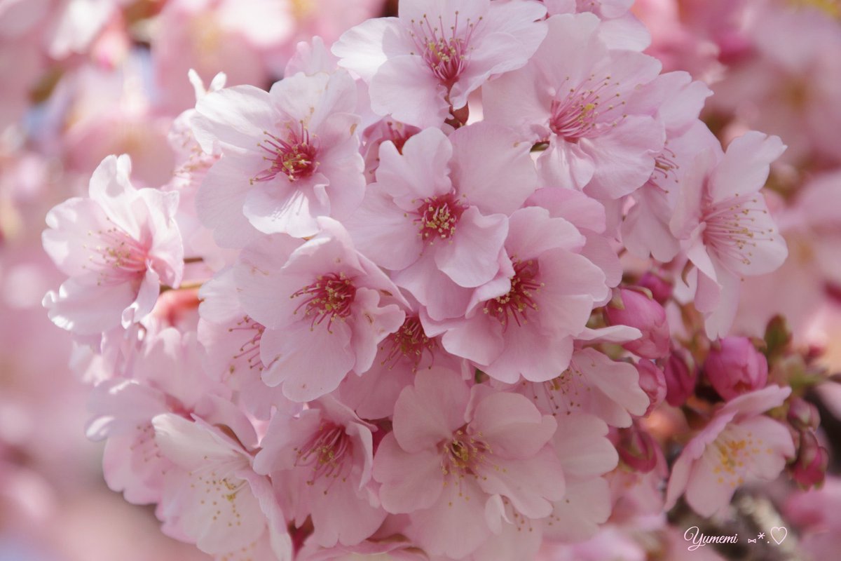 河津桜

#写真 #花  #ふぉと #flower
#写真好きな人と繋がりたい 
#お花の好きな人と繋がりたい