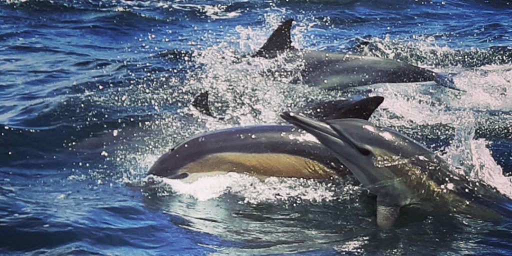 GreatGuides tweet media