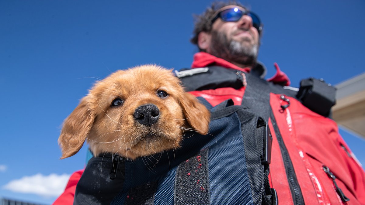 palisadestahoe's tweet photo. Say hello to the newest member of the @SquawDogs team, Eski! He is just 7 weeks old and is a 6th generation Squaw Dog. Photos: Ben Arnst #squawdogs #squawvalley https://t.co/bR6LQiJ2vs