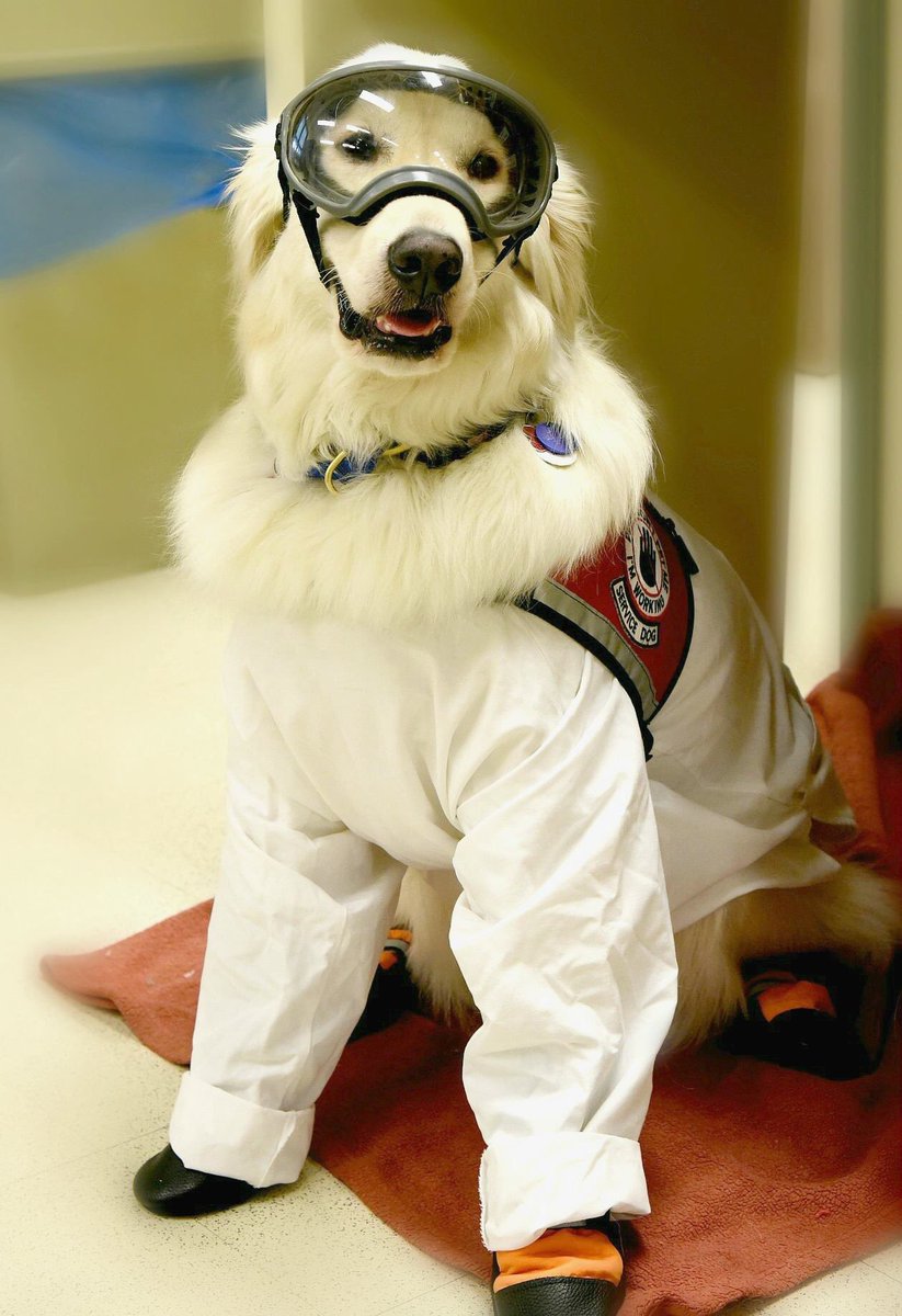 sampson_dog's tweet photo. @dog_rates @goosherton Looking good Ned! No giggles here! I help my human in a research lab. #ServiceDogsInScience https://t.co/q5gmkitaXx