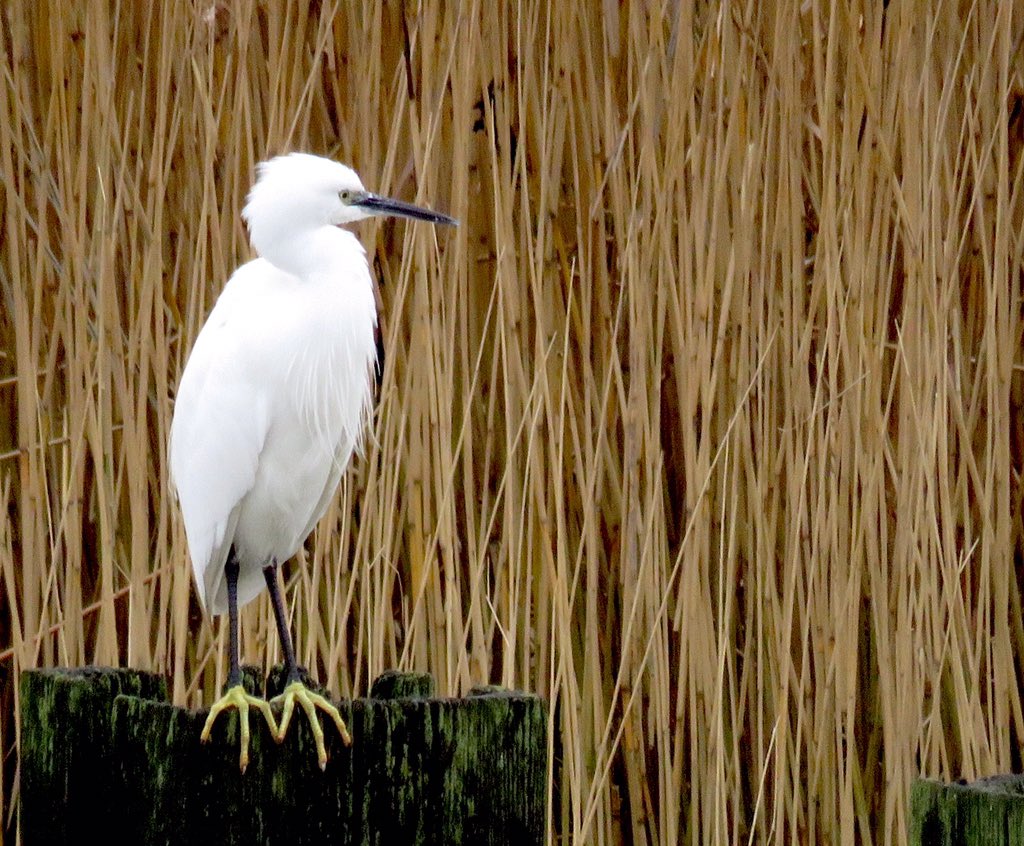 Ralph Todd (<a href="/bexleybirder/">Ralph Todd</a>) has taken on the <a href="/_BTO/">BTO</a> Heronry Survey for Bexley Borough. Please tweet him with any Grey Heron or Little Egret nesting observations. Thank you! #londonbirds <a href="/MikeFRobinson/">Mike Robinson</a>