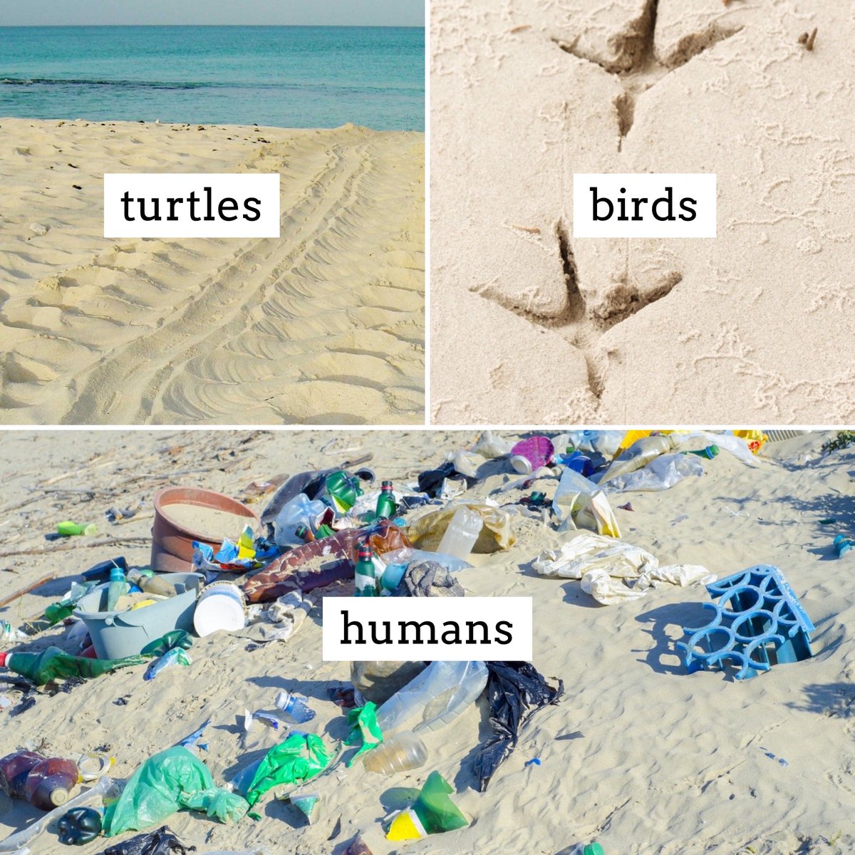 WavemakerNick's tweet image. Leave only footprints RT