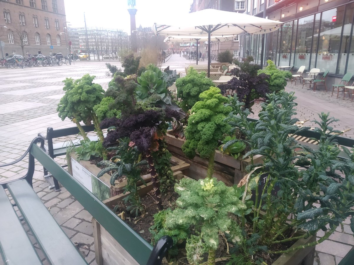nordicfoodpol's tweet photo. Serious kale growing competition on the streets of Copenhagen 🇩🇰 &amp; Malmö 🇸🇪 Read more about #TheRiseofKale in the Nordics over past 15 years in our Solutions Menu👇 
https://t.co/sacNMkc4Iz #foodpolicy #Foodculture #SustainableDiets #FoodEnvironments #EdibleCities #SolutionsMenu https://t.co/txjPxMvyop