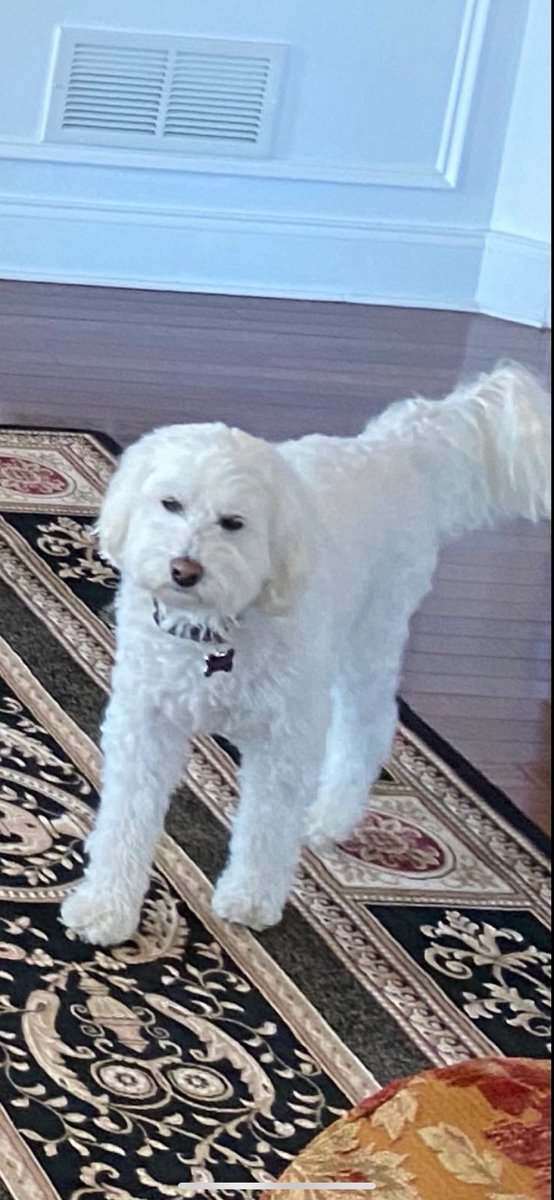 danielled710's tweet photo. Life is ruff https://t.co/Xyl31nv9Jg