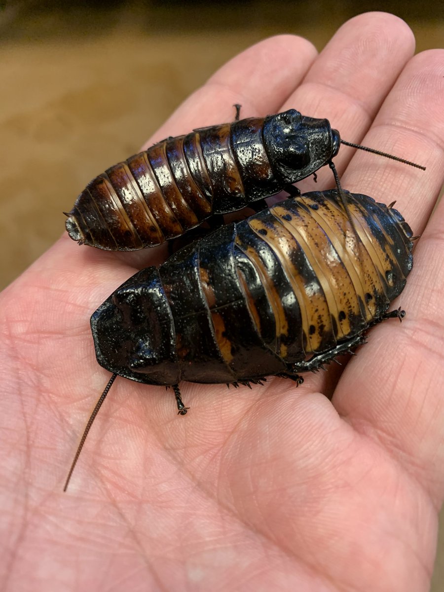 Behind the Science (@sciencemhk) on Twitter photo Answer to last week’s #microscopicmonday is Madagascar Hissing Cockroches! These large roaches get their name from the sound they make by pushing air out of the spiracles (respiratory system) on the 4th abdominal segment. <a href="/sunsetzoo/">Sunset Zoo</a> <a href="/KS_SCI/">K-SCI</a> @sixlegscience Answer to last week’s #microscopicmonday is Madagascar Hissing Cockroches! These large roaches get their name from the sound they make by pushing air out of the spiracles (respiratory system) on the 4th abdominal segment. <a href="/sunsetzoo/">Sunset Zoo</a> <a href="/KS_SCI/">K-SCI</a> @sixlegscience