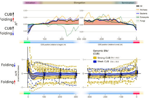 GenomeBiology's tweet image. mRNA folding: @IronicAlgo and Tuller find selection for weak folding at the ends of coding regions, strong folding elsewhere. Four factors affect strength of selection: GC content, codon usage bias, intracellular lifestage, hyperthermophilic environment genomebiology.biomedcentral.com/articles/10.11…