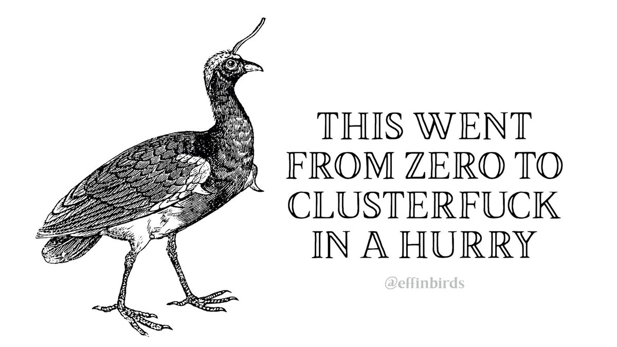 EffinBirds's tweet photo. https://t.co/Mjd4OVtwXy