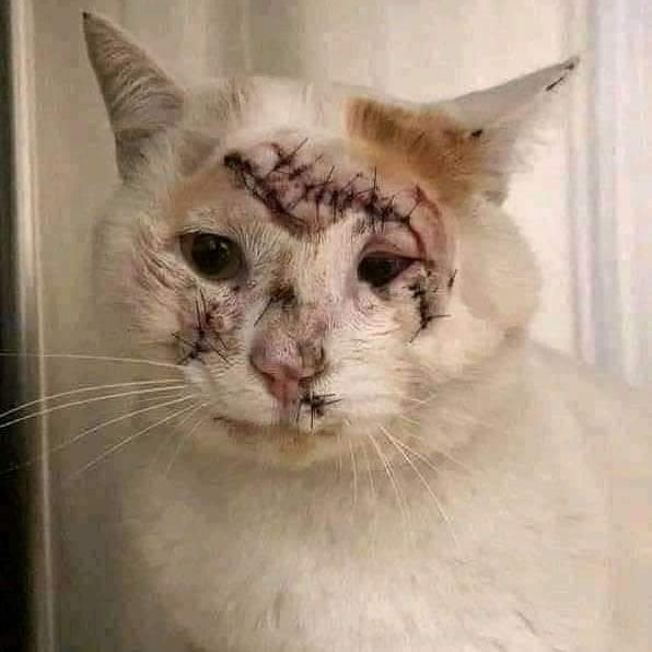 fourlegsclub's tweet photo. It was cold outside, and he was inside the car, sleeping on the engine while the driver started the car and drove away. Luckily another driver saw him clinging underneath the car as it drove down the road.
He had received medicale care and now perfectly fine. https://t.co/BbDPSVw0v9