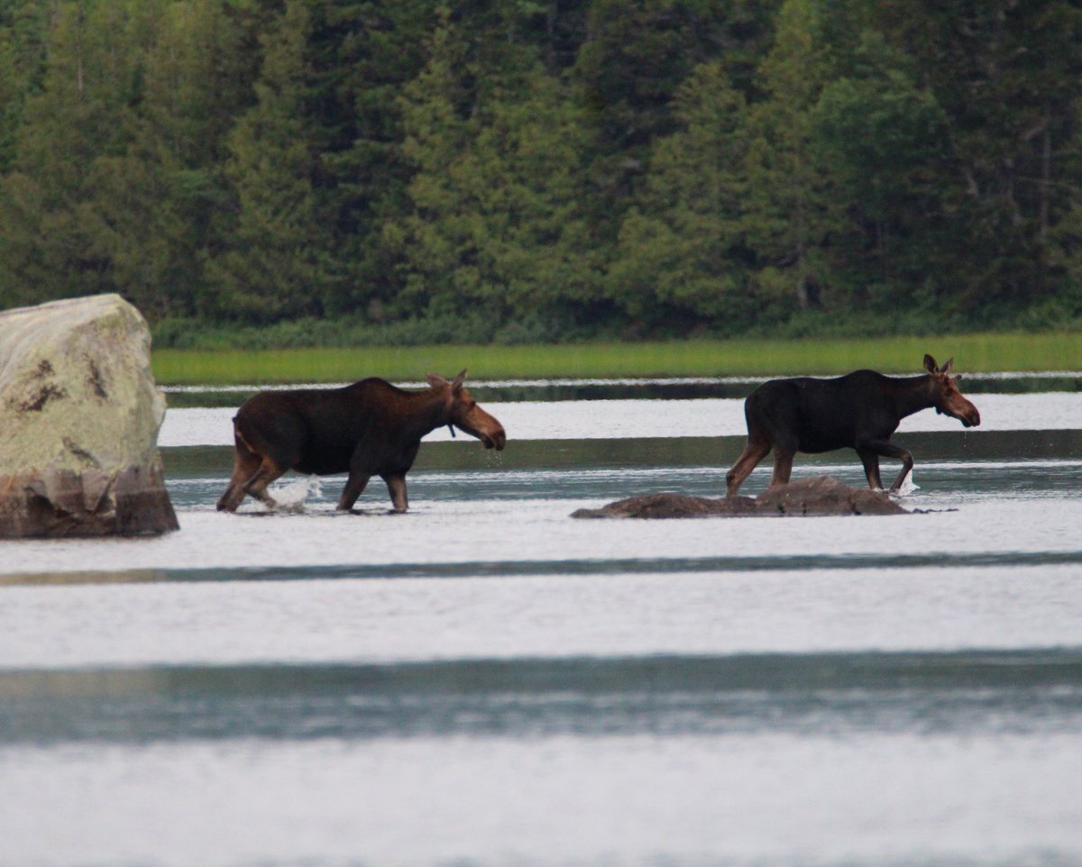 mainemoosetrack's tweet photo. Best place to see moose in Maine? 👉https://t.co/ePDf7QF0Ww https://t.co/qv0jGeePhU