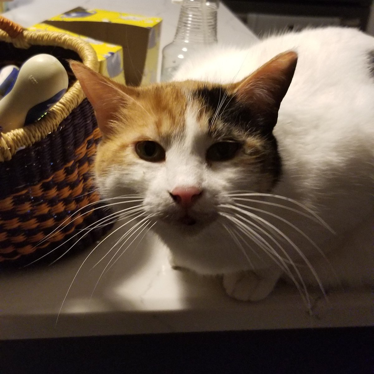 Pawsitivedenver's tweet photo. https://t.co/lIzKGzibY0