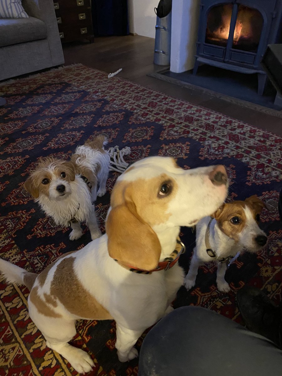 drdawnsdog's tweet photo. I met my new cousin Jimmy this weekend. Mums brother and his girlfriend have just adopted him. He is the biggest Jack Russell you have ever seen and dead cool! https://t.co/7R1rdATJog