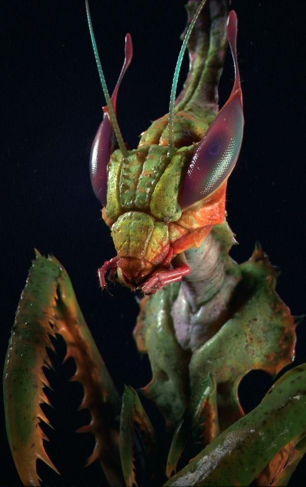 EsMundoMisterio's tweet photo. Macrofotografía de una mantis religiosa👽 https://t.co/69TZwahReD