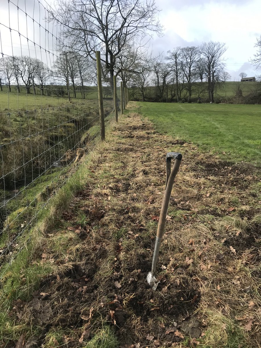 100m of #wildlife #hedge to plant today for these intrepid #Harrogate #gardeners ! Phew!
