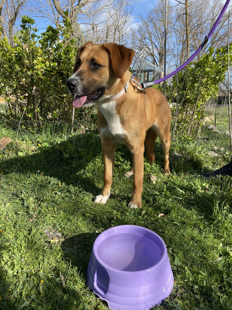 fundarcanoe's tweet photo. Nueva víctima de #abandono #sinchip #mestiza #cachorra aún está bien cuidada pero tiene una #herida de hace tiempo . #moratadetajuña #carreteradechinchon @comunidadmadrid @ayto_morata @fundarcanoe https://t.co/7poQ3zsJOP