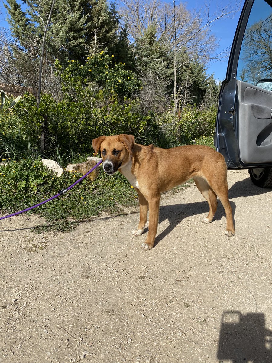 fundarcanoe's tweet photo. Nueva víctima de #abandono #sinchip #mestiza #cachorra aún está bien cuidada pero tiene una #herida de hace tiempo . #moratadetajuña #carreteradechinchon @comunidadmadrid @ayto_morata @fundarcanoe https://t.co/7poQ3zsJOP
